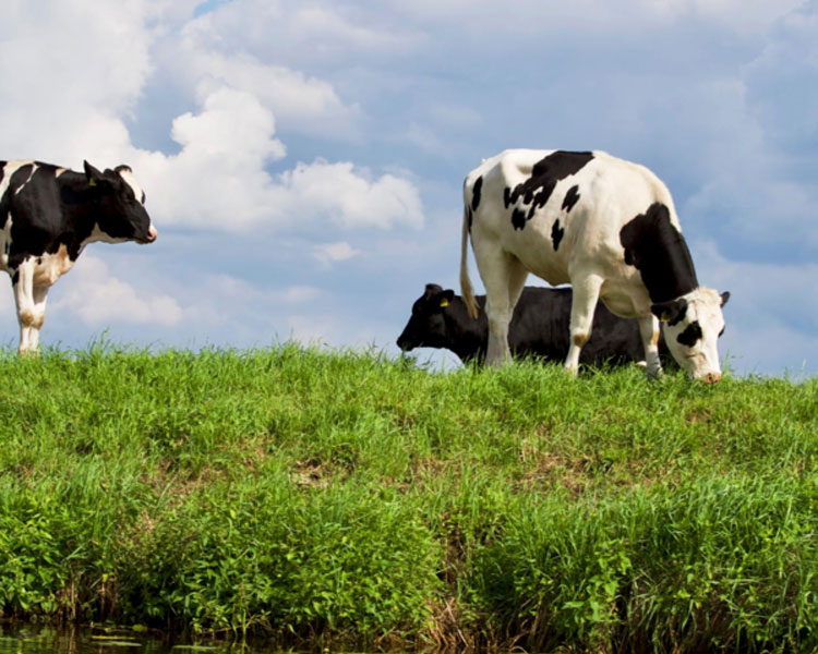 Cows Eating Grass