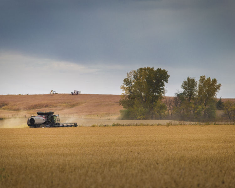 Combine Harvesting Field