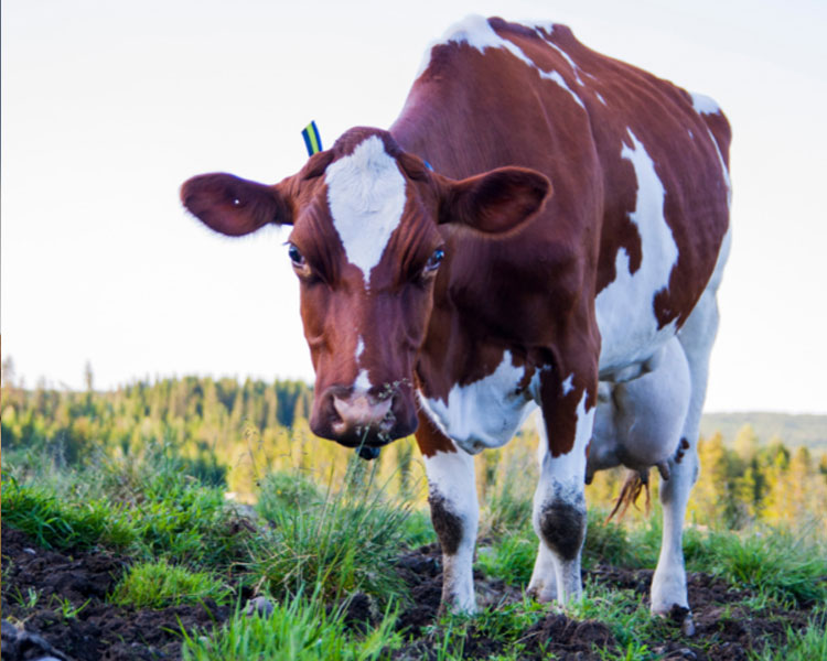 Cow