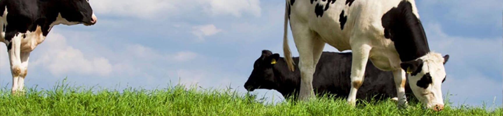 Cows Eating Grass